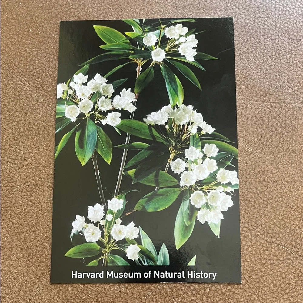 HARVARD MUSEUM OF NATURAL HISTORY Mountain Laurel Calico Bush Spoonwood Postcard